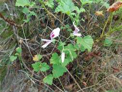 Image of Pelargonium greytonense J. J. A. Van der Walt