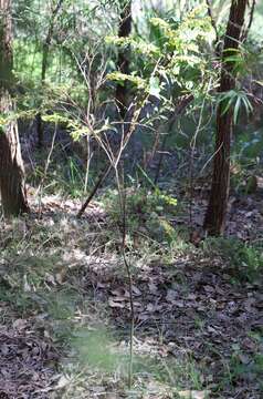 Image of Acacia urophylla Benth.