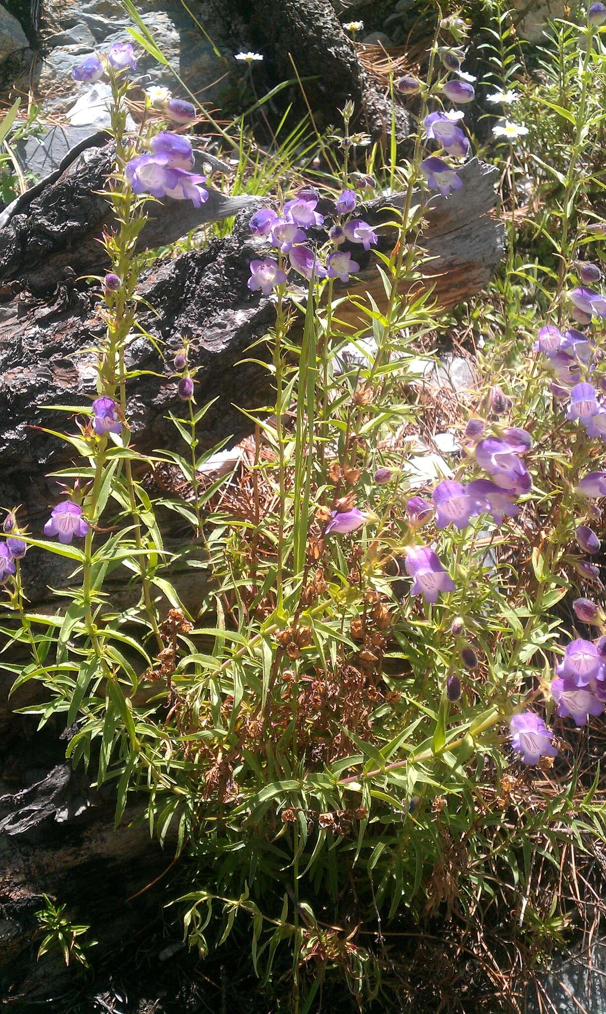 Penstemon leonensis Straw的圖片