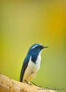 Image of Ultramarine Flycatcher