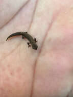 Image of Mount d'Ambre Leaf Chameleon