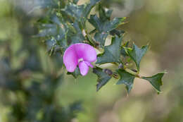 Image of Holly-leaved Mirbelia