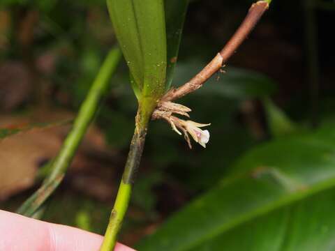 Plancia ëd Scaphyglottis bilineata (Rchb. fil.) Schltr.