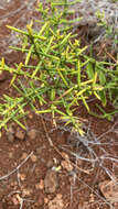 Plancia ëd Scutia spicata var. pauciflora (Hook. fil.) M. Johnston