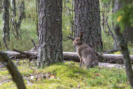 Imagem de Lepus timidus Linnaeus 1758