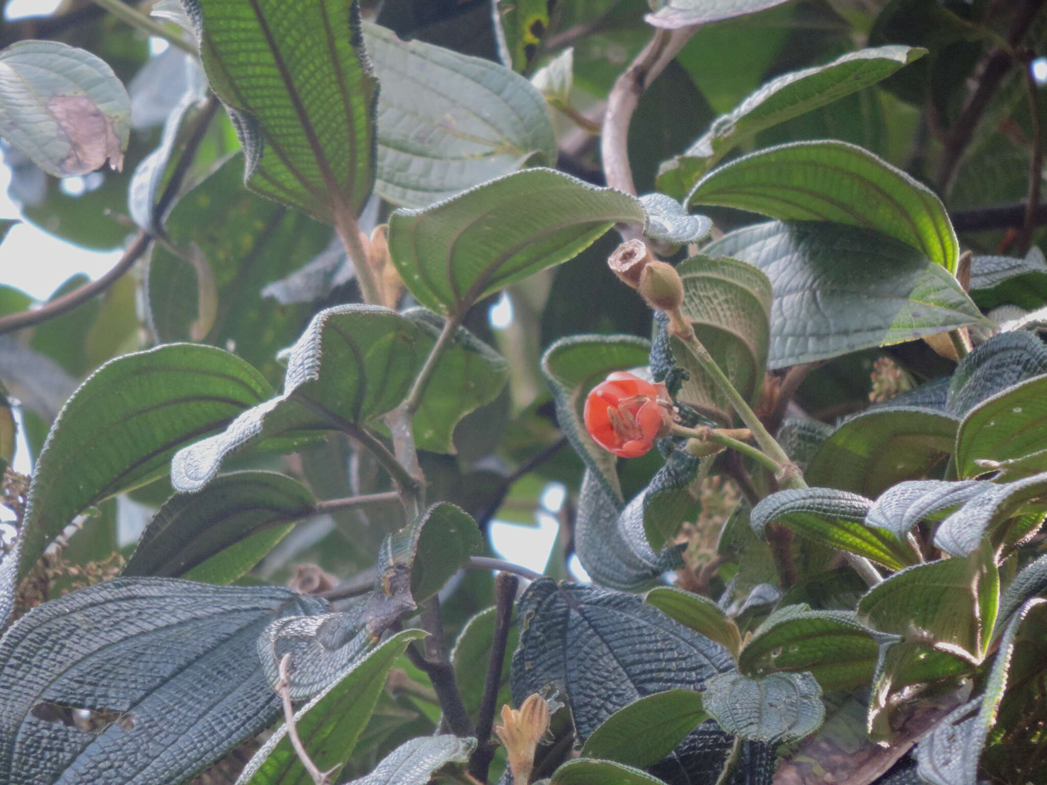 Meriania tomentosa (Cogn.) J. J. Wurdack resmi