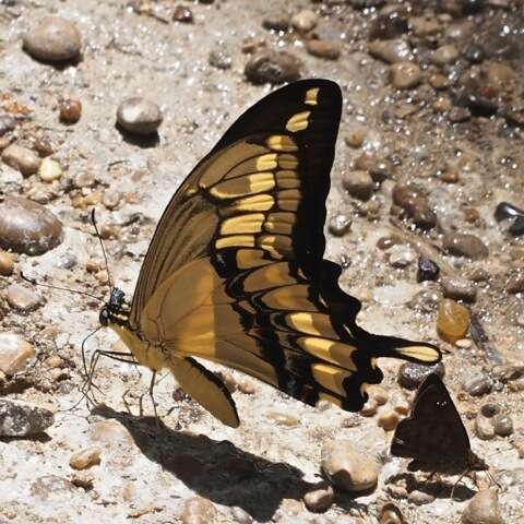 Image of Thoas Swallowtail