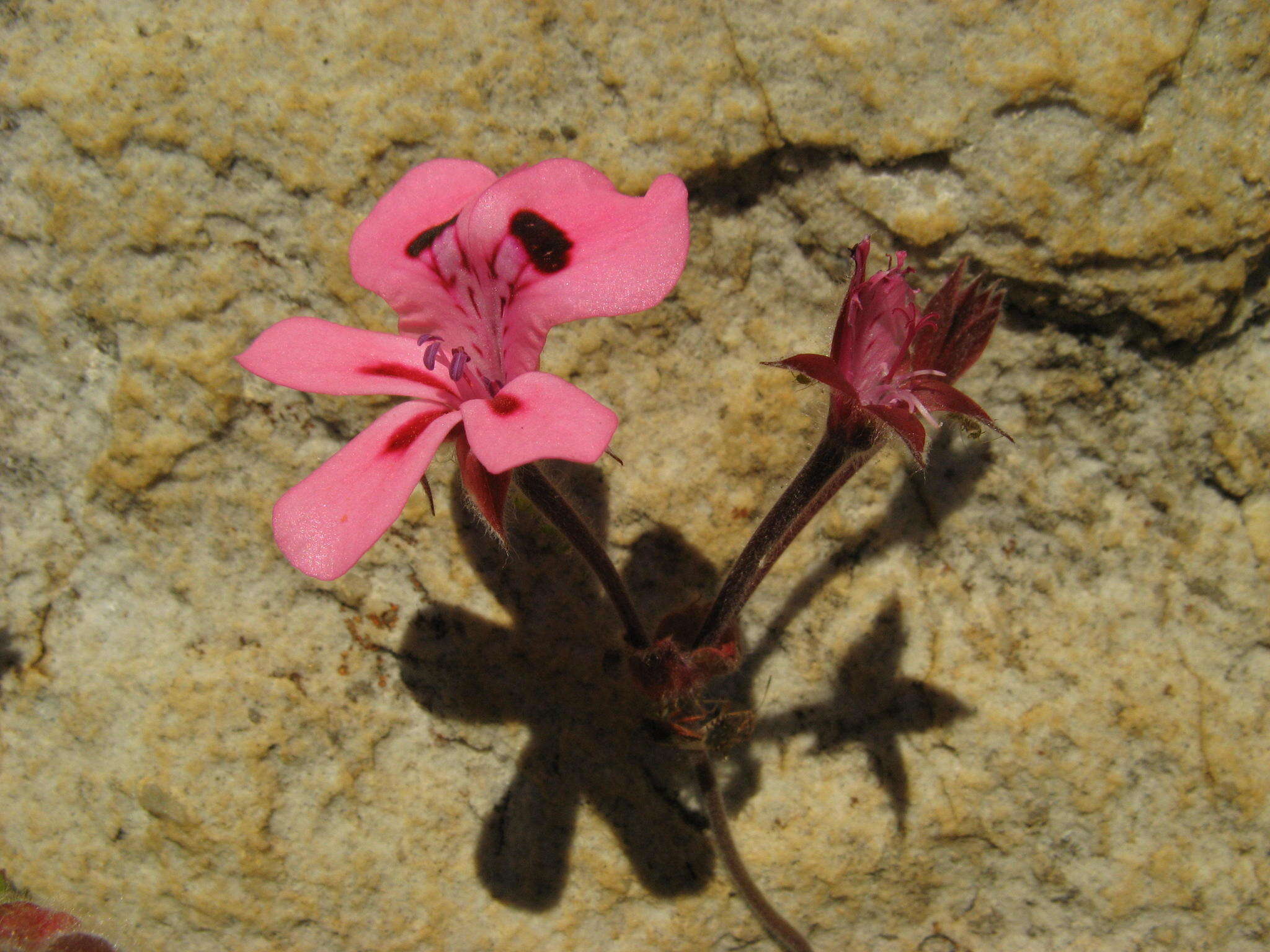 Image of Pelargonium alpinum Eckl. & Zeyh.