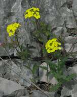 Слика од Biscutella cichoriifolia Loisel.