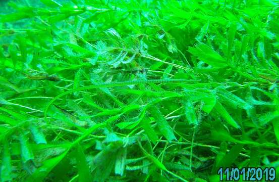 Image of Gulf pipefish