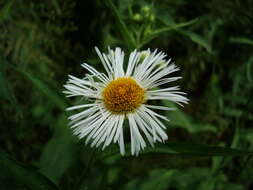 Image of Leptostelma maxima D. Don