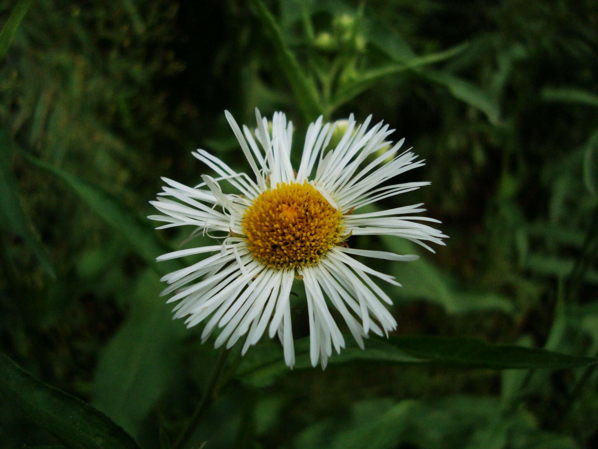 Plancia ëd Leptostelma maxima D. Don