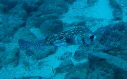 Image of Few-spined Porcupinefish