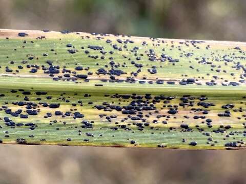 Plancia ëd Puccinia emaculata Schwein. 1832