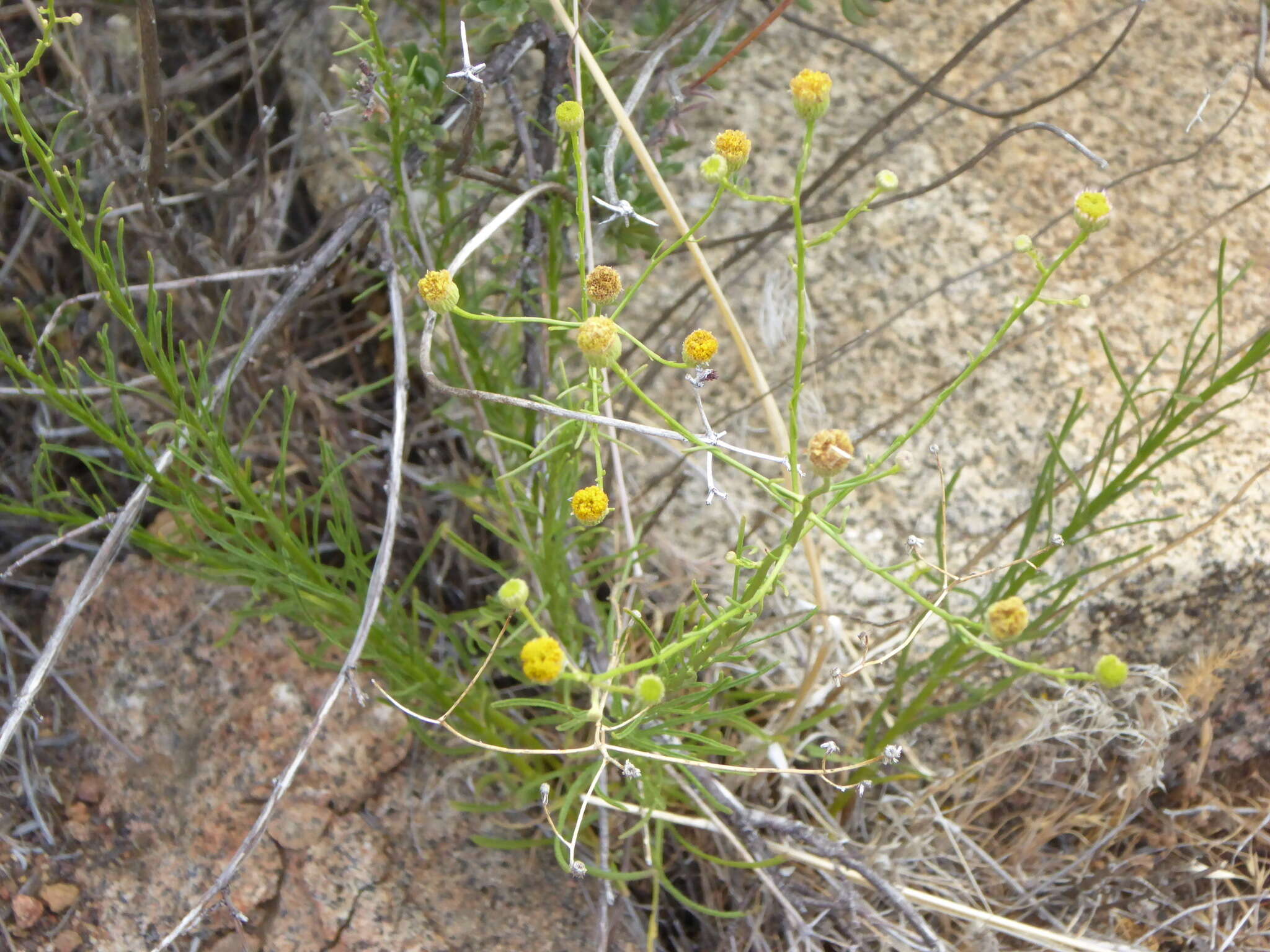 Image of Erigeron foliosus var. foliosus