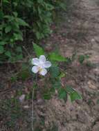 Image of Brazilian rosemallow