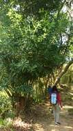 Imagem de Lithocarpus hancei (Benth.) Rehder