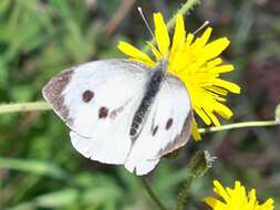 Image of cabbage butterfly