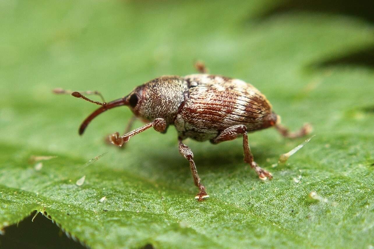 Imagem de Curculio rubidus Gyllenhal & L. ex Schönherr & CJ. 1836