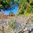 Sivun Artemisia ludoviciana subsp. lindleyana (Bess.) Lesica kuva