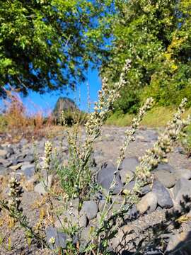 Imagem de Artemisia ludoviciana subsp. lindleyana (Bess.) Lesica