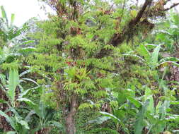 Image of Aechmea tillandsioides (Mart. ex Schult. & Schult. fil.) Baker