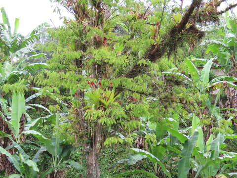 Image of Aechmea tillandsioides (Mart. ex Schult. & Schult. fil.) Baker