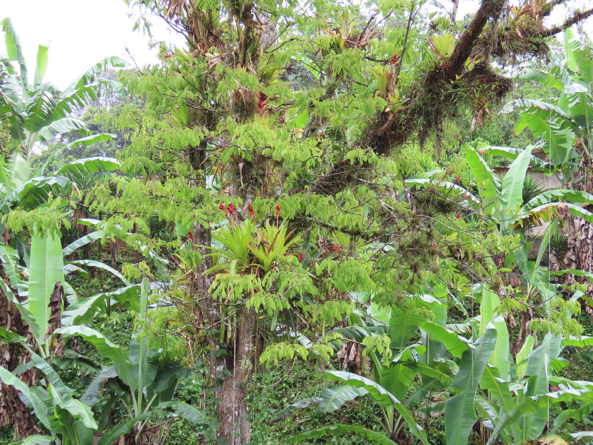 Image of Aechmea tillandsioides (Mart. ex Schult. & Schult. fil.) Baker