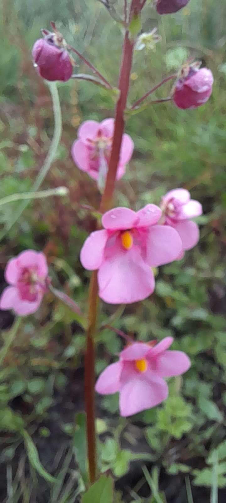 Image of Diascia rigescens E. Mey. ex Benth.