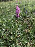 Image of Orchis × loreziana subsp. kisslingii