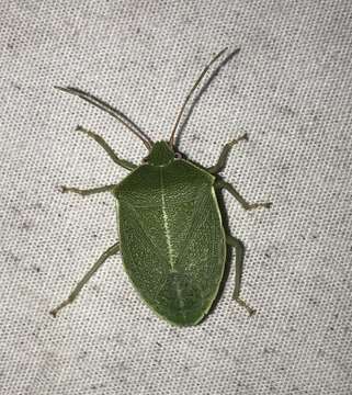 Image of Chlorocoris (Monochrocerus) hebetatus Distant 1890