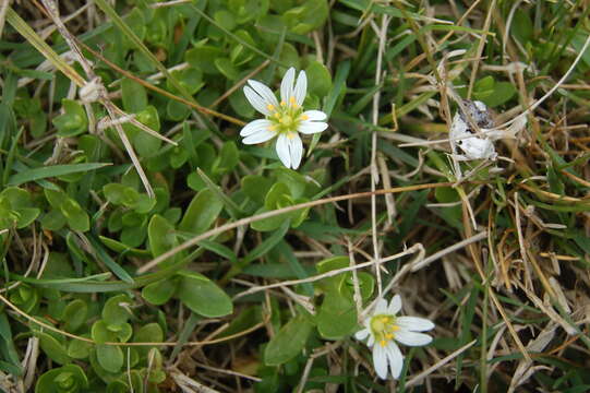 Cerastium humifusum Camb. resmi