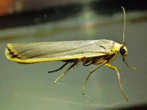 Image of scarce footman