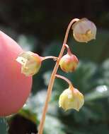 Image of Crassula umbella Jacq.