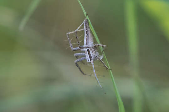 Image of Oxyopes jacksoni Lessert 1915