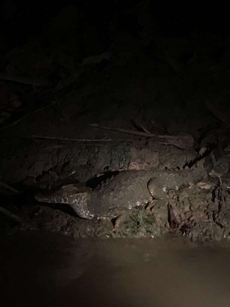Image of Schneider's Smooth-fronted Caiman