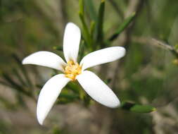 Image de Ricinocarpos undulatus Lehm.