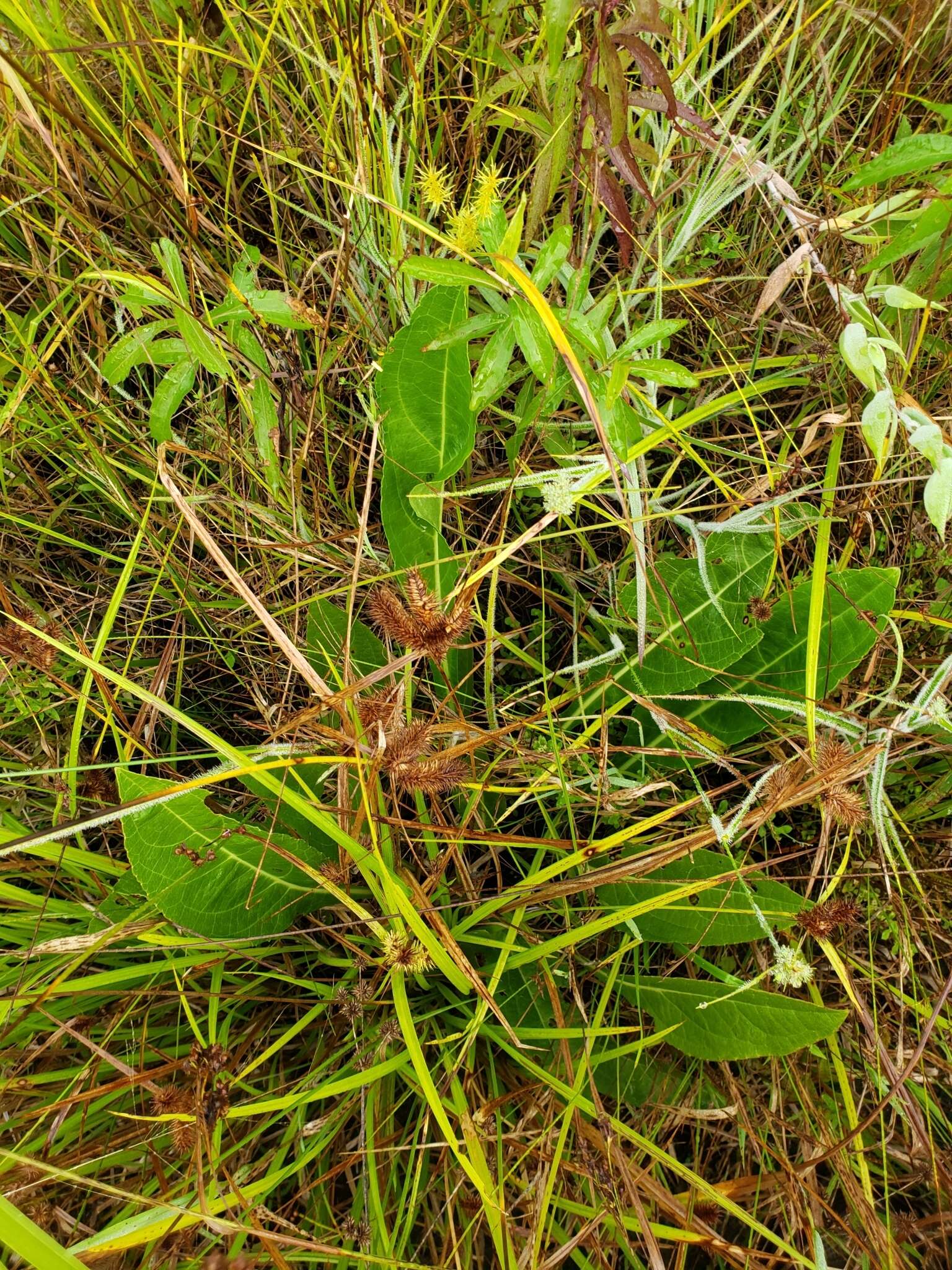Rudbeckia auriculata (Perdue) Kral resmi