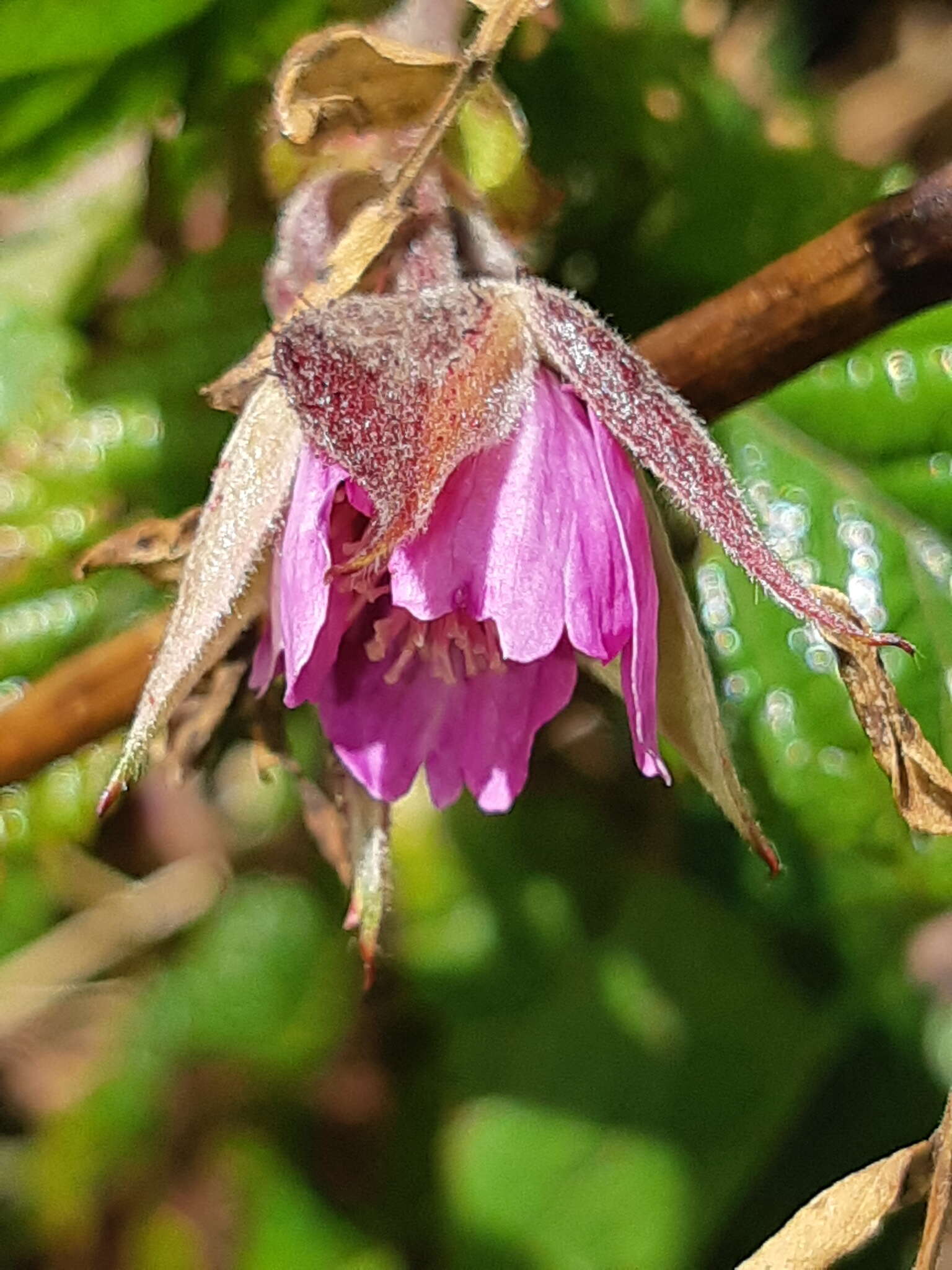 Image of Rubus roseus Poir.