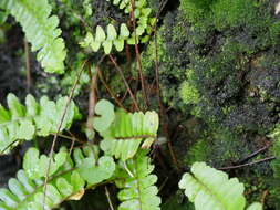 Image of narrow swordfern