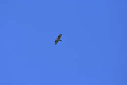 Image of Barred honey buzzard