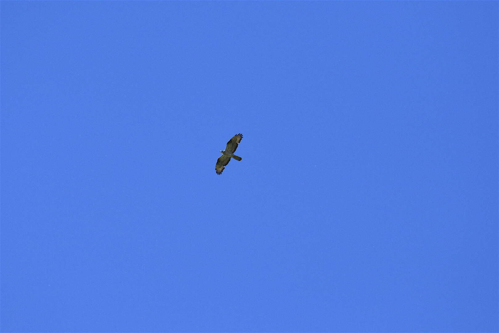Image of Barred honey buzzard