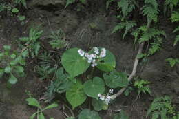 Image de Begonia fenicis Merr.