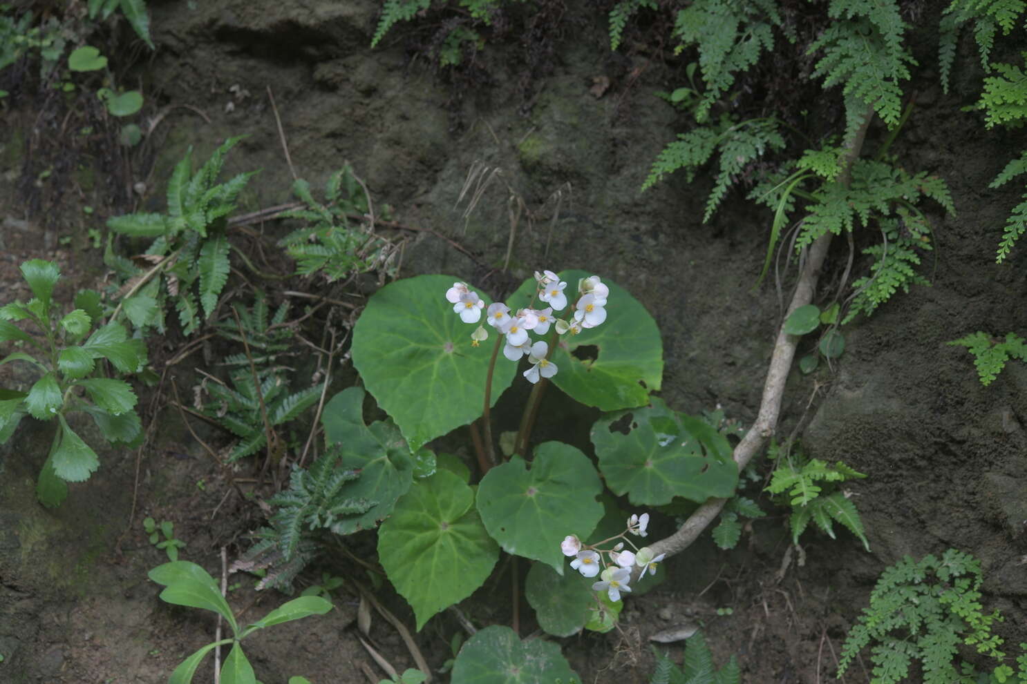 Image de Begonia fenicis Merr.