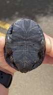 Image of Black Spine-necked Swamp Turtle