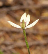 Image de Caladenia chlorostyla D. L. Jones, Molloy & M. A. Clem.