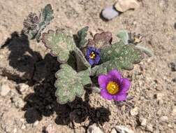 Image of nakedstem phacelia