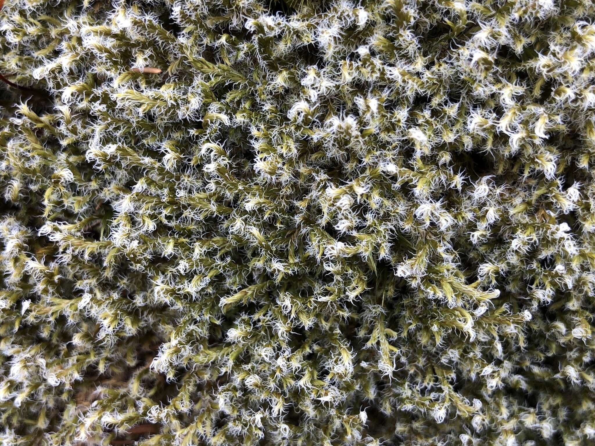 Image of racomitrium moss