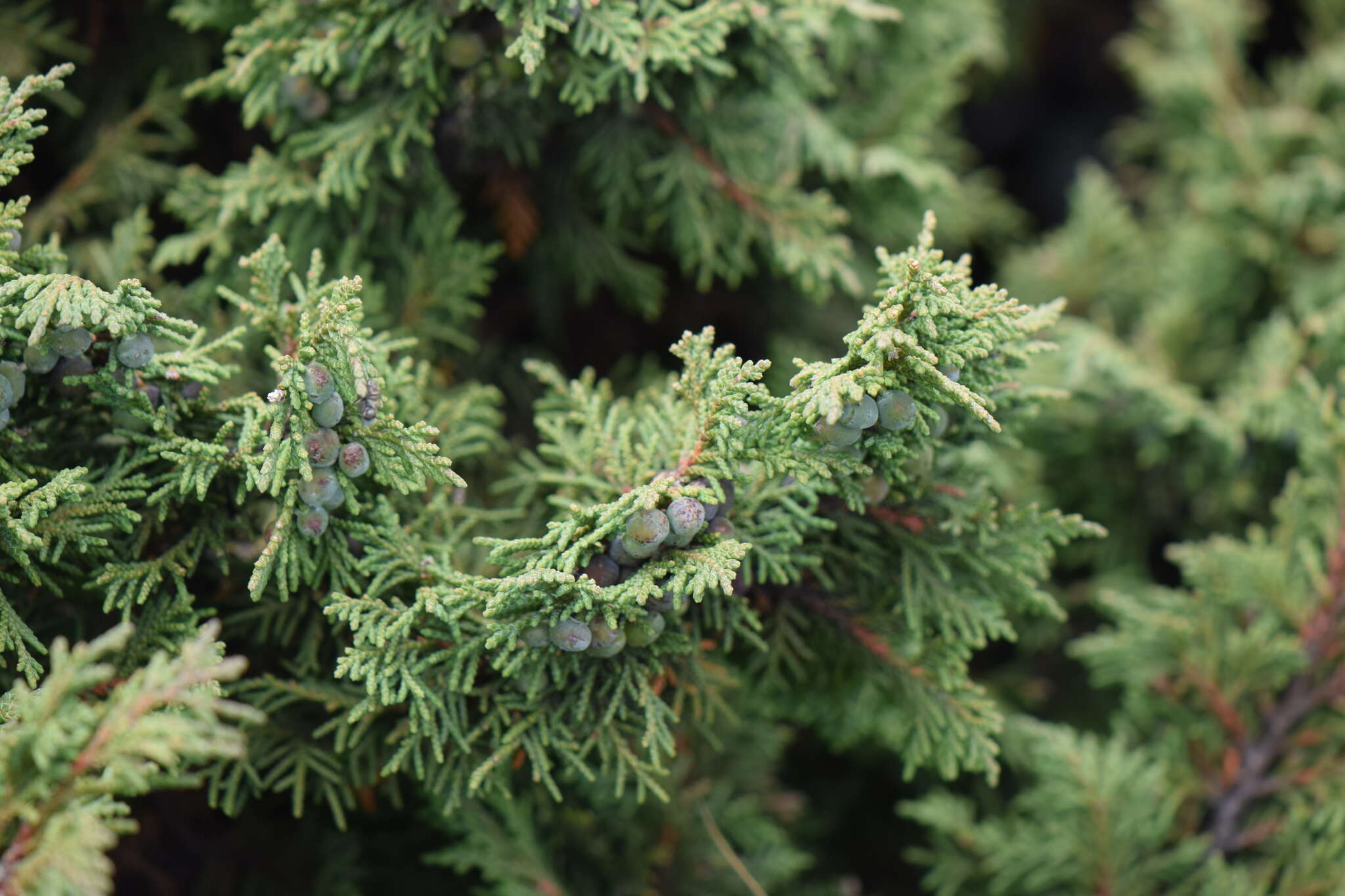 Image de Juniperus monticola Martínez