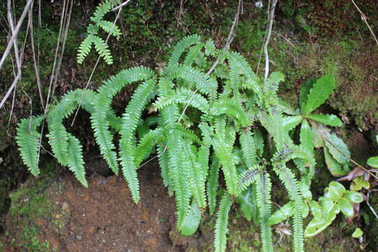 Sticherus squamulosus (Desv.) Nakai的圖片